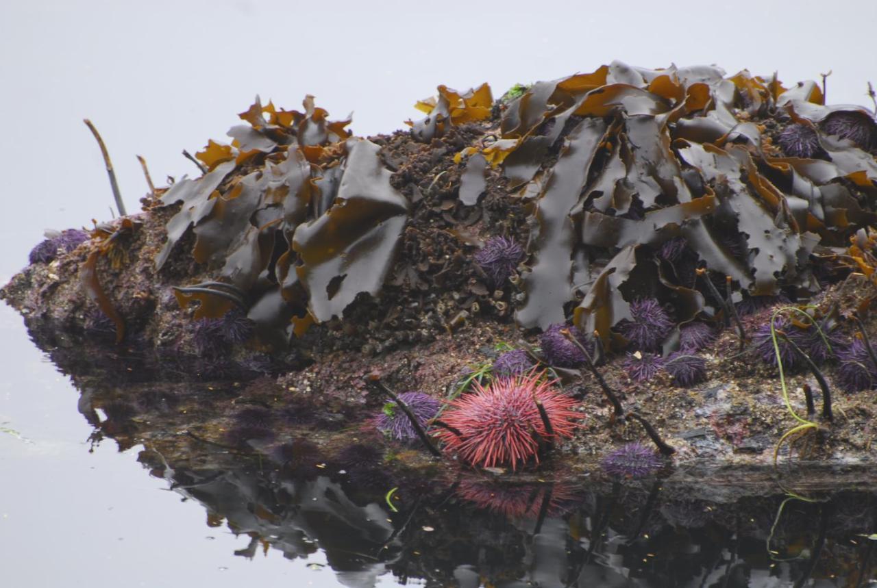 Vila Bjorn Holm Port Renfrew Exteriér fotografie